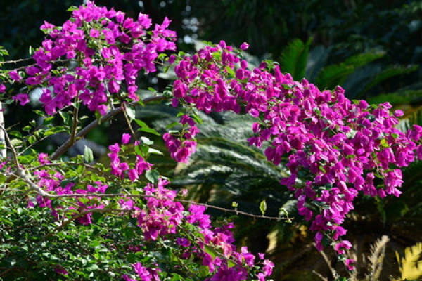 Bougainvillea