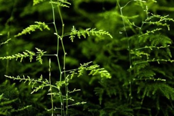 bamboo