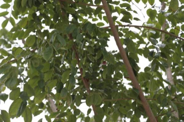 red sandalwood with small leaves