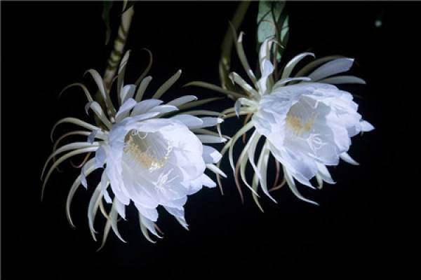 Epiphyllum