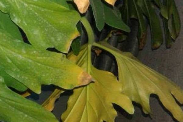 Swiss cheese plant with yellow leaves