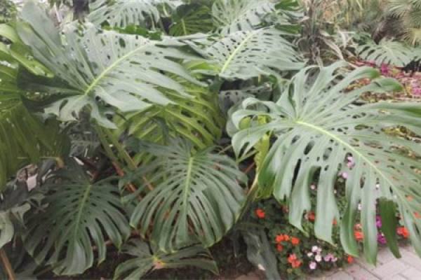 Swiss cheese plant with yellow leaves