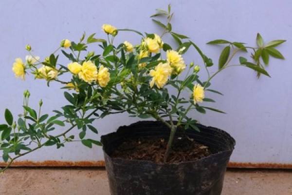 yellow wood fragrance