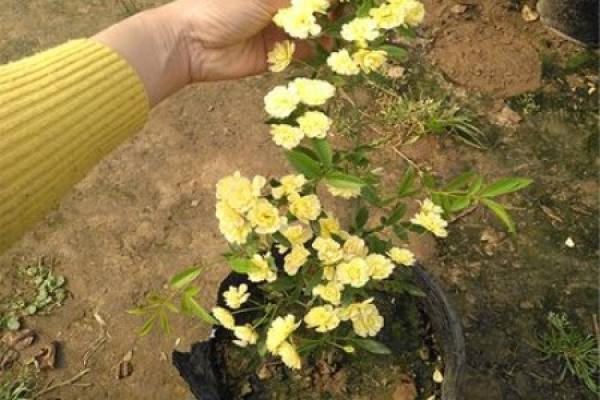 yellow wood fragrance