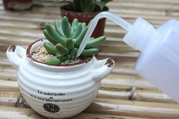 Succulent plant