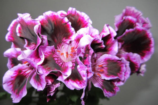 butterfly plum
