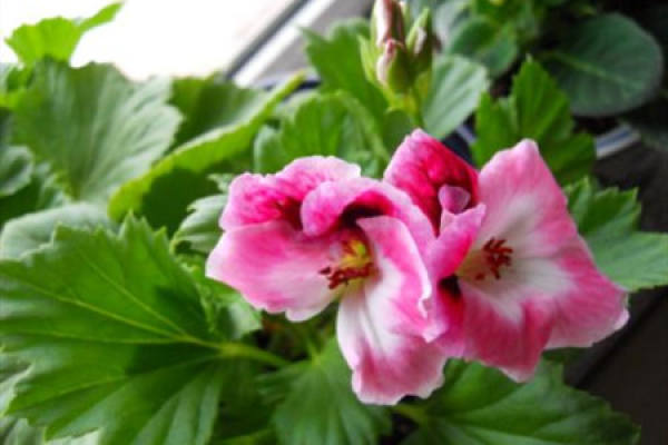 Butterfly Plum