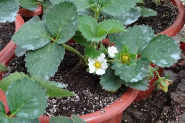 strawberry