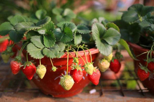 Strawberry