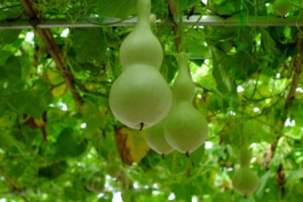 Gourd