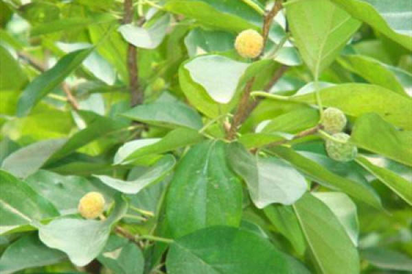 Extension tree