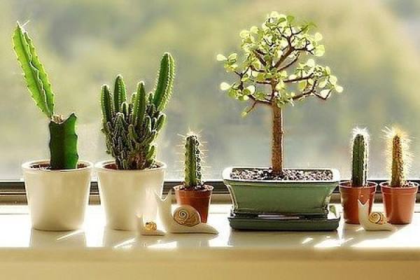 Cactus