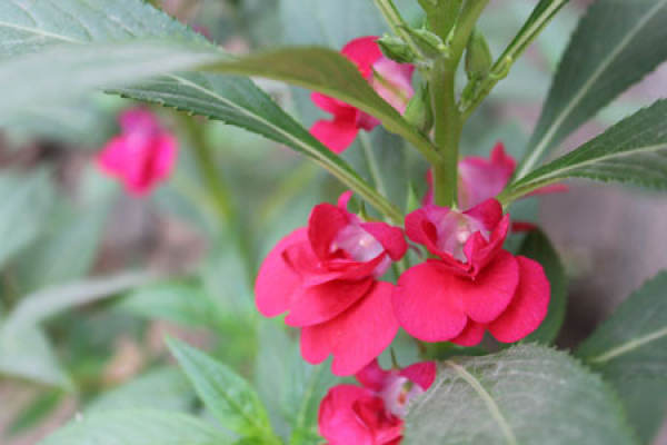 Impatiens balsam