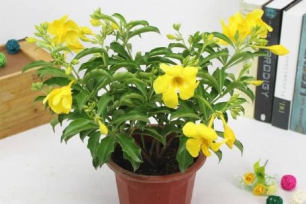 Impatiens grown at the right temperature