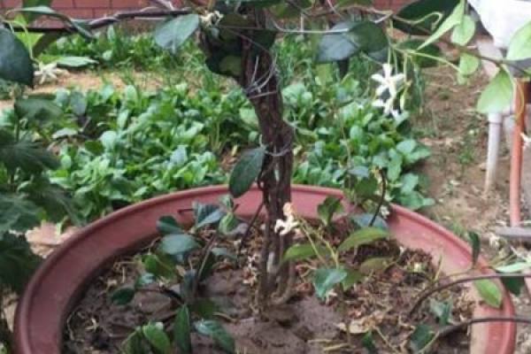 Watered windmill jasmine