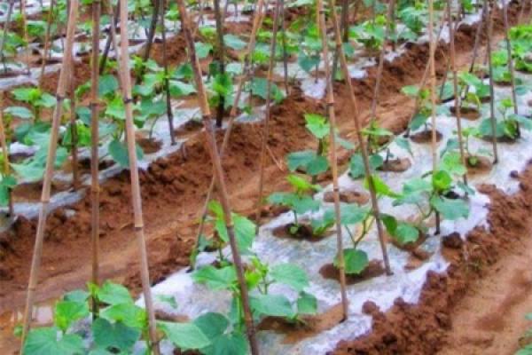 Planting cucumber