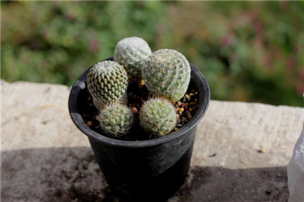 cactus watered