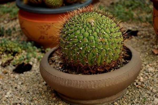 Watered cactus