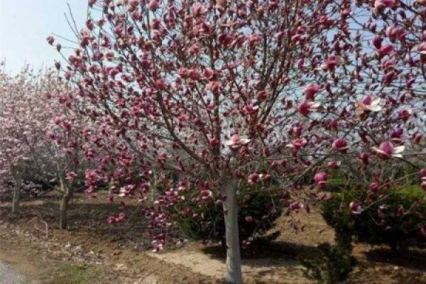 Planted magnolia tree