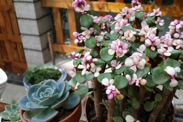 Portulacaria afra