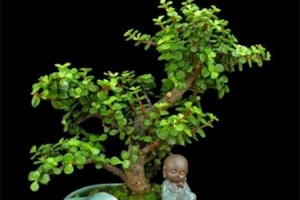 Jin Zhi Yu Ye