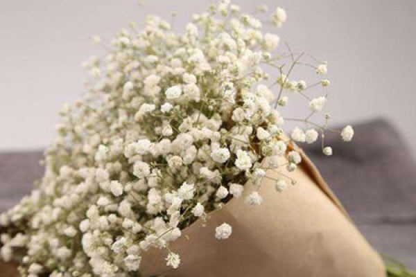 Gypsophila paniculata
