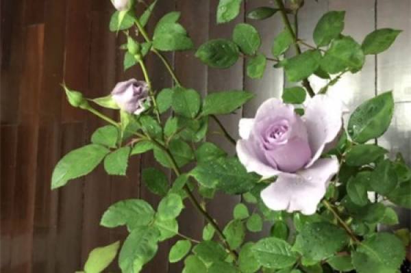 Roses