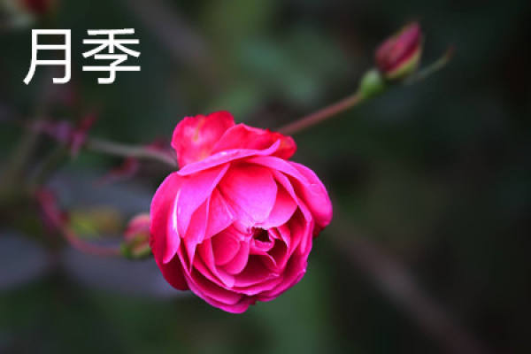 Chinese rose
