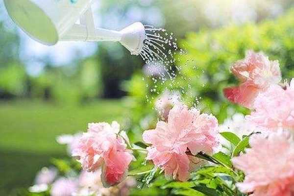 Peony Flower