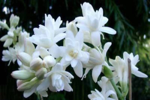 Tuberose