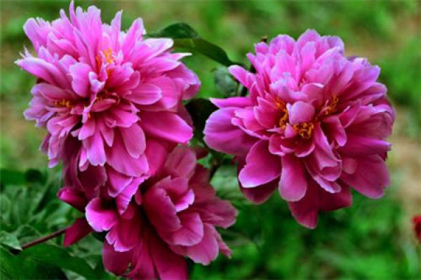 Paeonia lactiflora