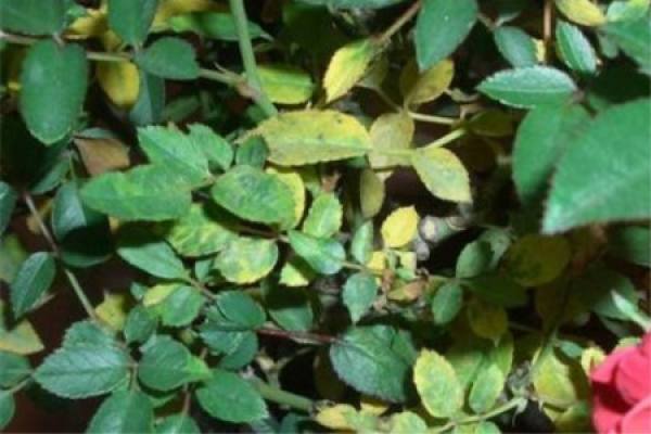 A perennial rose with yellow leaves.