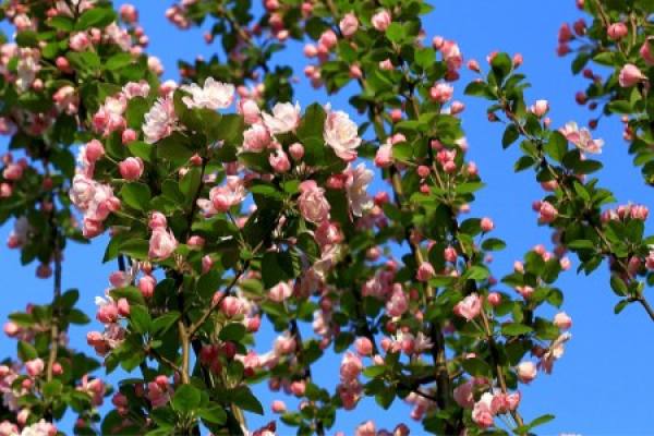 Xifu crabapple
