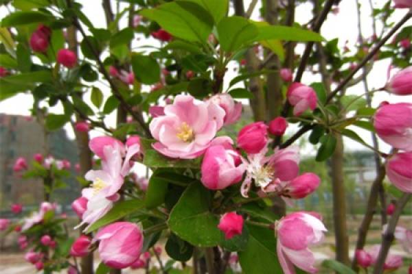Xifu crabapple