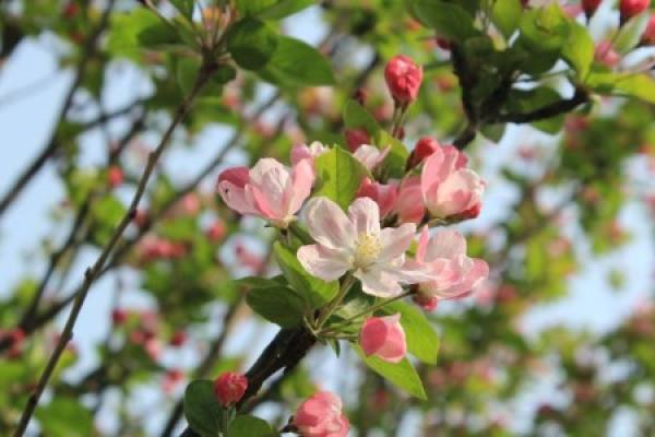 Malus sieboldii