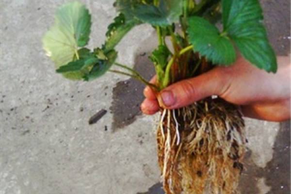 nutrient solution