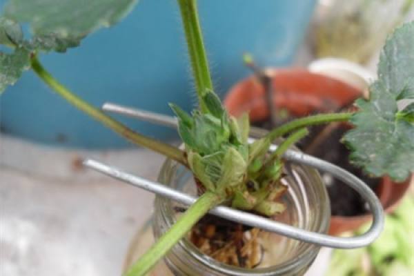 Hydroponic strawberry