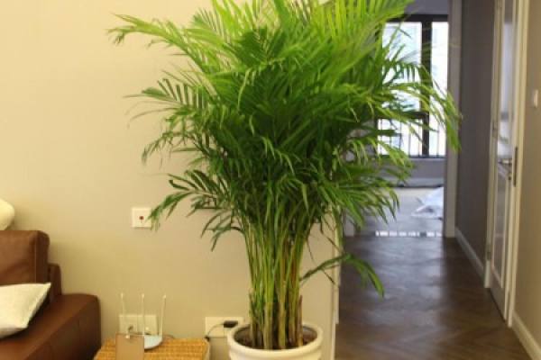 Areca in the living room
