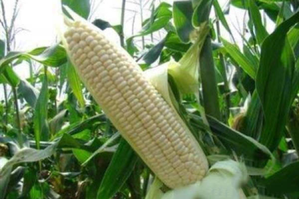 sweet corn