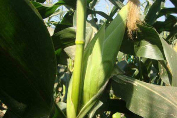 Sweet Corn