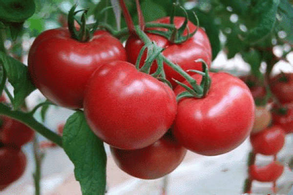 Cherry Tomato