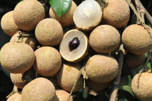 Longan Longan