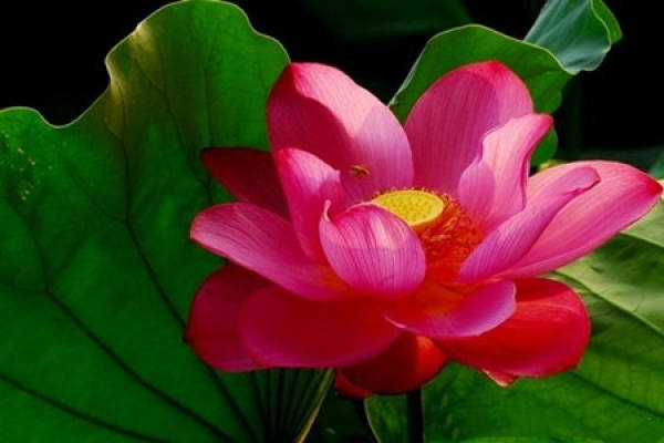 Lotus