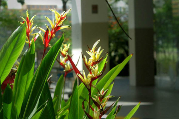 Strelitzia Regina
