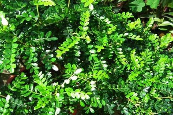 Pepper Wood