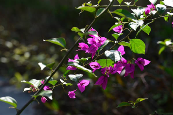 Bougainvillea