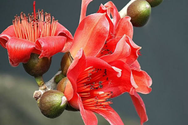 Common bombax flower