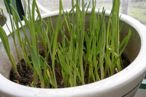 Garlic