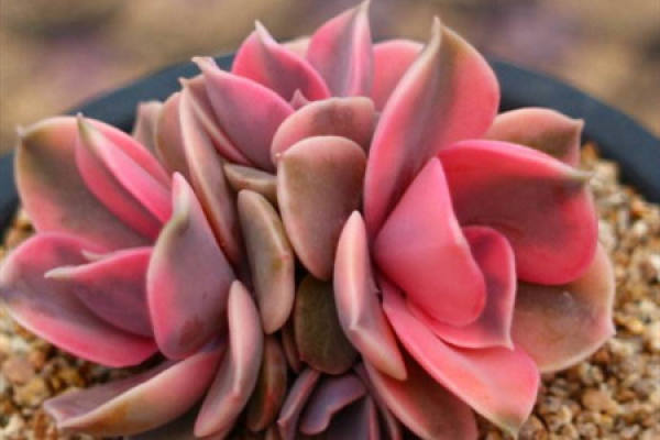 Fleshy Rainbow