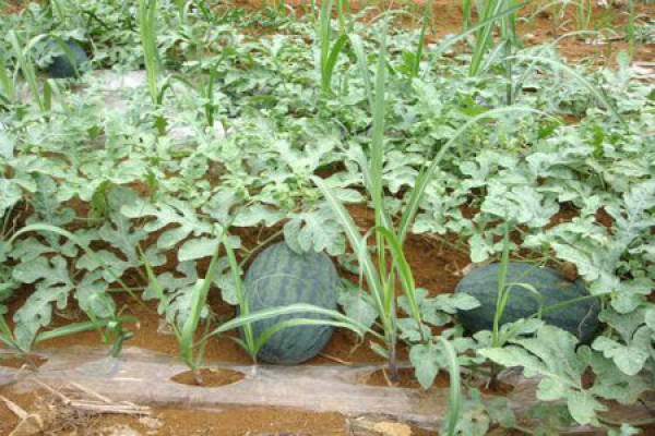 watermelon